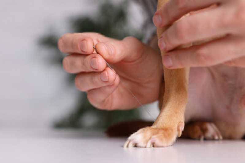 Acupuntura em Animais Sacomã - Acupuntura Veterinária em Cachorros