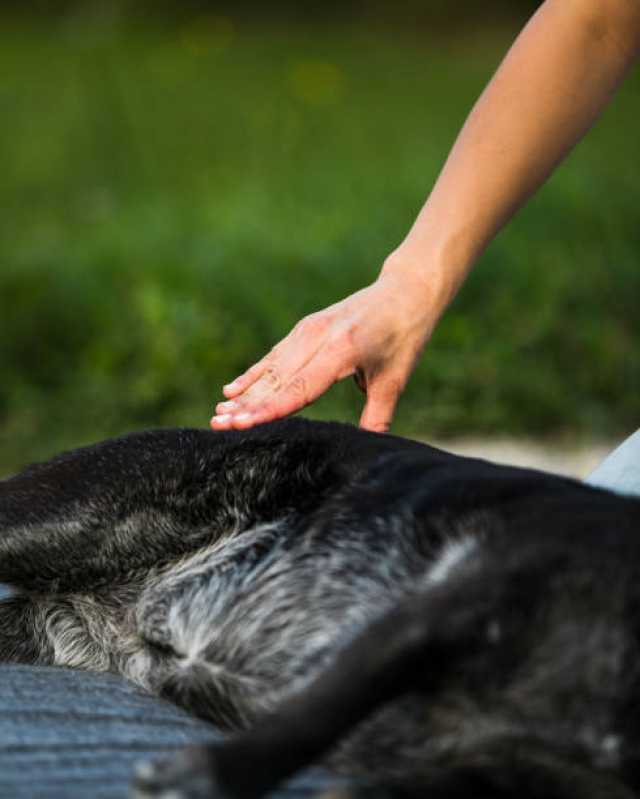 Acupuntura em Cachorro com Cinomose Jardim Europa - Acupuntura para Cães