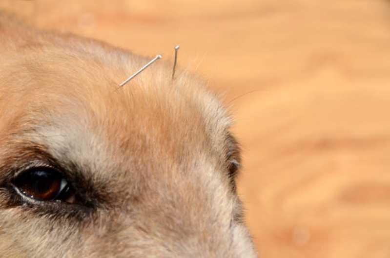 Acupuntura em Cachorro Valores Salesópolis - Acupuntura para Cachorro com Cinomose