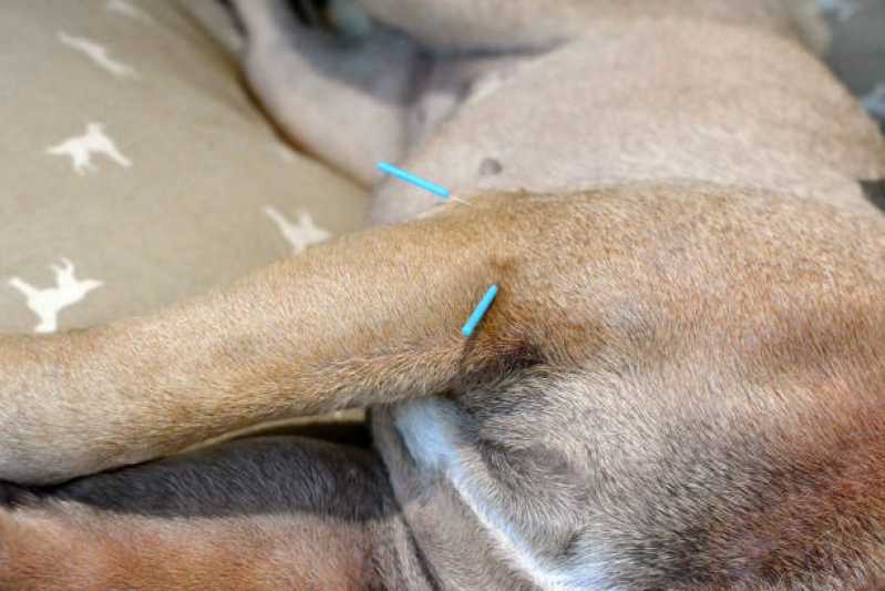 Acupuntura em Cachorro Vila Sônia - Acupuntura em Cães com Hérnia de Disco