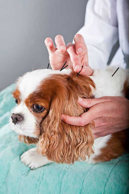 Acupuntura em Cães com Hérnia de Disco Vila da Saúde - Acupuntura para Cachorro com Cinomose