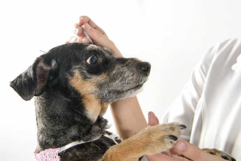 Acupuntura em Pequenos Animais Valor Vila Mascote - Acupuntura Veterinária em Cachorros