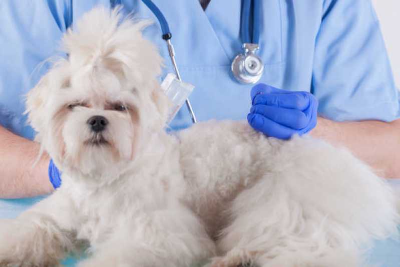 Acupuntura para Cachorro com Cinomose Valores Vila da Saúde - Acupuntura em Cães com Cinomose