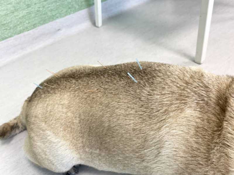 Acupuntura para Cães Valores Brigadeiro - Acupuntura para Cachorro São Paulo