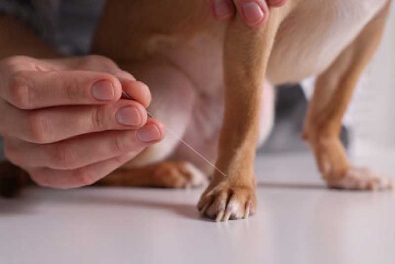 Acupuntura para Pequenos Animais Valor Cidade Monções - Acupuntura Veterinária em Cachorros
