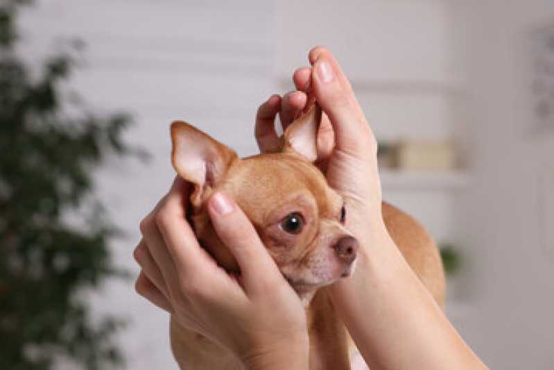 Acupuntura para Pequenos Animais Embu das Artes - Acupuntura Veterinária em Cachorros