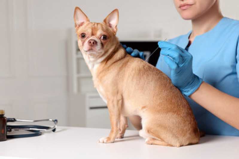 Acupuntura Veterinária em Cachorros Valor Pacaembu - Acupuntura em Animais
