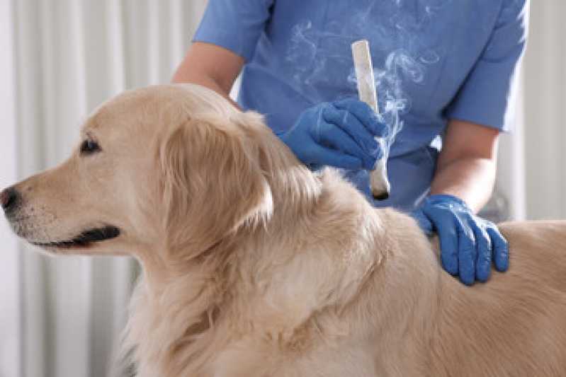 Acupuntura Veterinária em Cachorros Granja Julieta - Acupuntura para Animais ABC