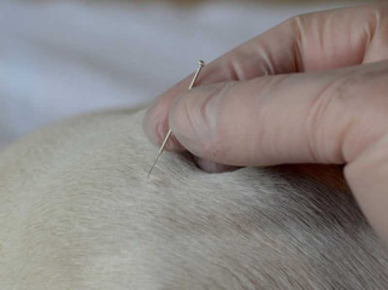 Acupuntura Veterinária para Cachorros Limão - Acupuntura em Animais