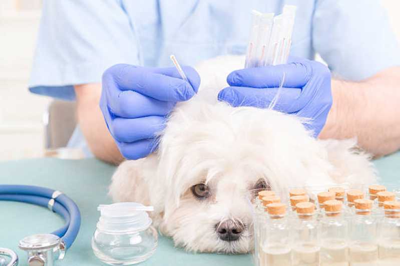 Acupuntura Veterinária para Cães Valor Jardim Caravelas - Acupuntura em Animais