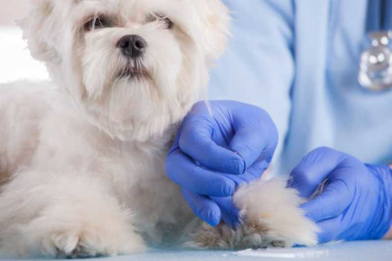 Acupuntura Veterinária para Cães Vila Hamburguesa - Acupuntura para Animais ABC