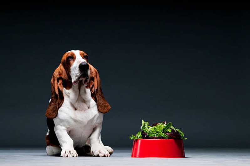 Alimentação Natural Cães e Gatos Preço Jardins - Alimentação Natural para Cachorros