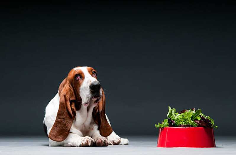 Alimentação Natural Cães e Gatos Vila Hamburguesa - Alimentação Natural Pet