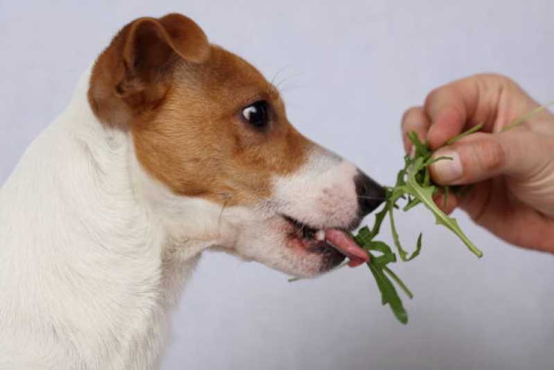 Alimentação Natural para Cachorro Preço Itaim Bibi - Alimentação Natural Pet