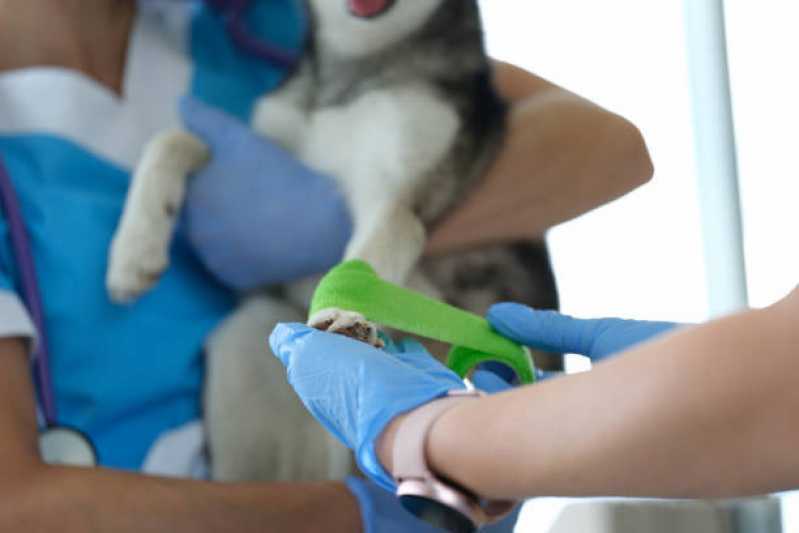 Clínica de Fisioterapia Animal Vila Sta. Catarina - Clínica de Fisioterapia para Cachorros