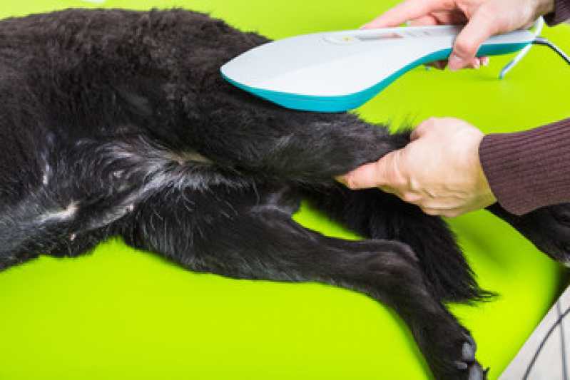 Clínica de Fisioterapia e Acupuntura Veterinária Telefone Fazenda Morumbi - Clínica de Fisioterapia para Cachorros