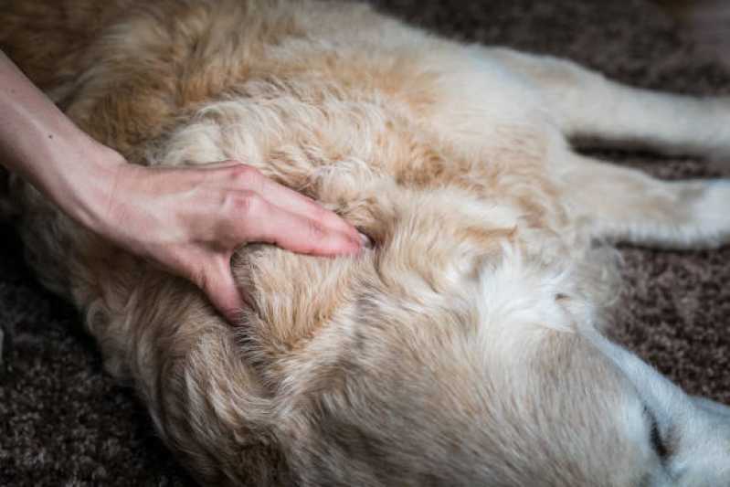Clínica de Fisioterapia para Cachorros Itapevi - Clínica Veterinária de Reabilitação Animal