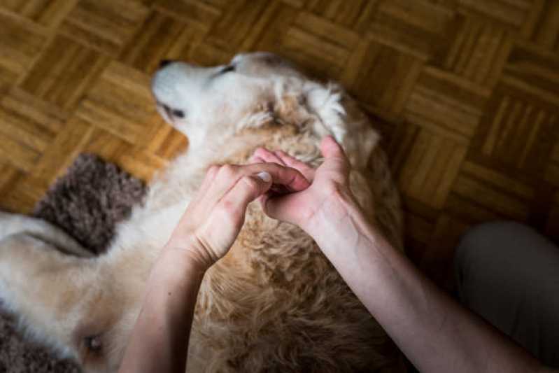 Clínica de Reabilitação Animal e Fisioterapia Jardim Oriental - Clínica de Reabilitação para Cachorro