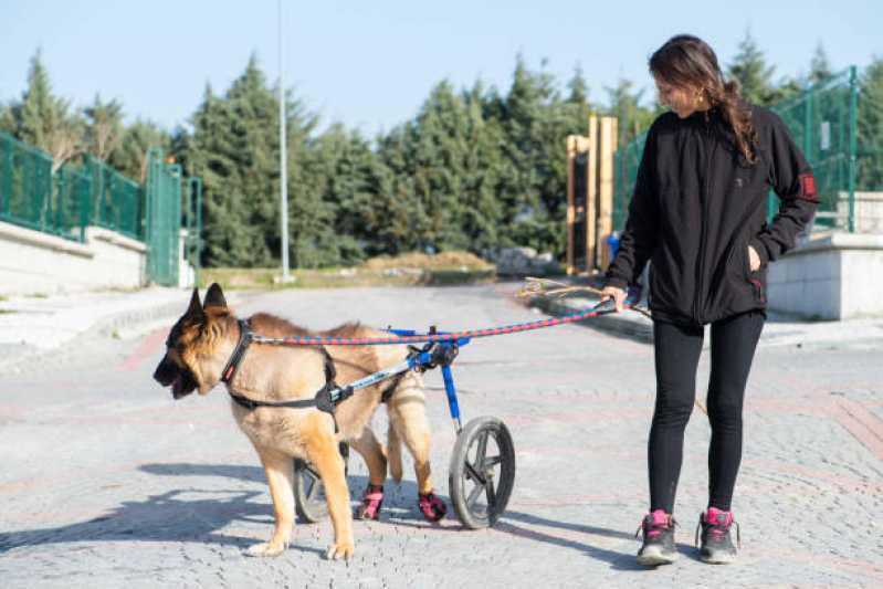 Clínica de Reabilitação de Cachorros Vila Alexandria - Clínica de Reabilitação Animal