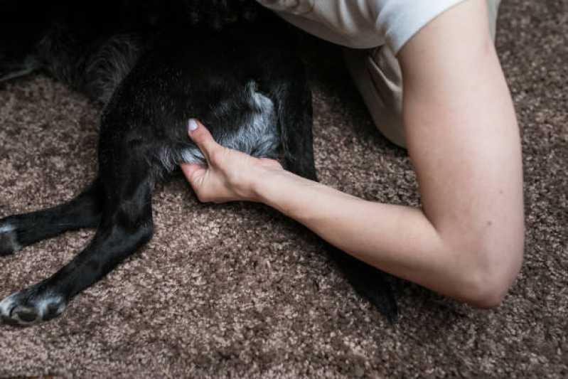 Clínica de Reabilitação para Animais Campos Elísios - Clínica de Reabilitação Pet
