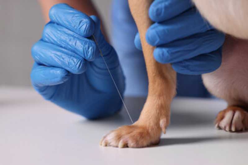 Clínica Especializada em Acupuntura em Animais Carapicuíba - Acupuntura Veterinária para Cães
