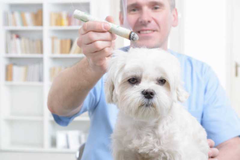 Clínica Especializada em Acupuntura para Animais Mirandópolis - Acupuntura Veterinária em Cachorros