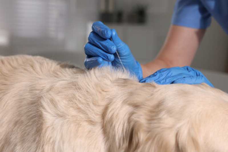 Clínica Especializada em Acupuntura para Pequenos Animais Embu das Artes - Acupuntura Veterinária para Gatos