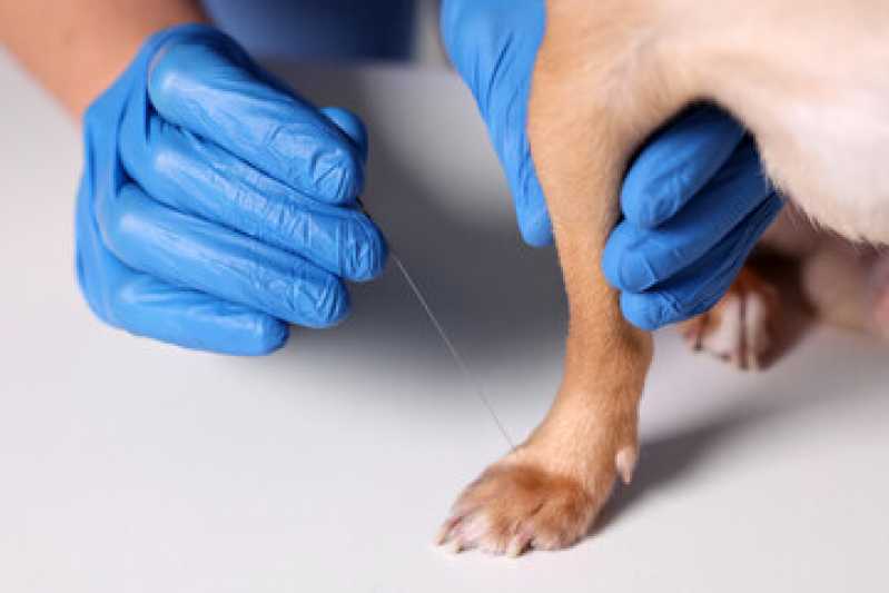 Clínica Especializada em Acupuntura Veterinária em Cachorros Água Branca - Acupuntura Veterinária em Cachorros