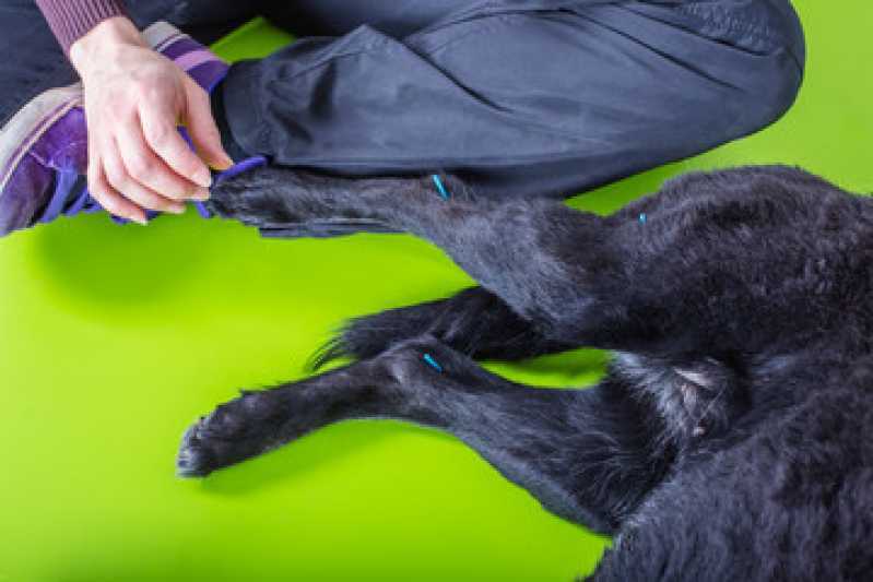 Clínica Especializada em Acupuntura Veterinária para Cachorros Taboão da Serra - Acupuntura Veterinária em Cachorros