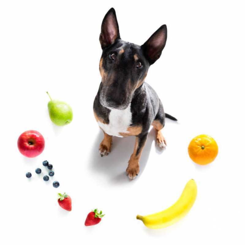 Clínica Especializada em Nutrição Animal Veterinária Carapicuíba - Nutrição Veterinária para Cachorro