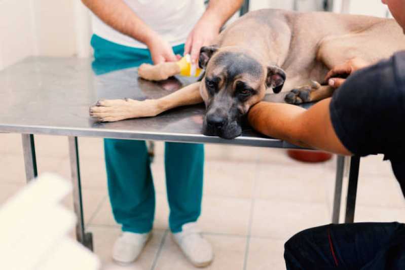 Clínica Especializada em Ozonioterapia Animal Chácara Santo Antônio - Ozonioterapia para Cães