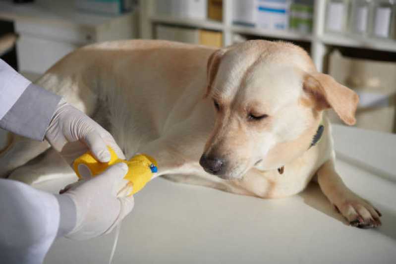Clínica Especializada em Ozonioterapia em Animais Paineiras do Morumbi - Ozonioterapia para Pequenos Animais