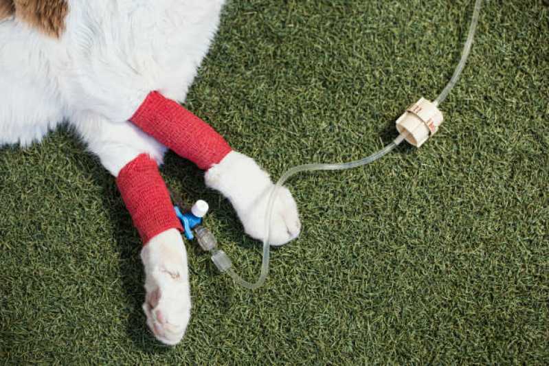Clínica Especializada em Ozonioterapia em Pequenos Animais Embu das Artes - Ozonioterapia para Cães