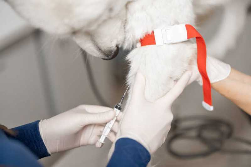 Clínica Especializada em Ozonioterapia para Cachorro Moóca - Ozonioterapia Animal