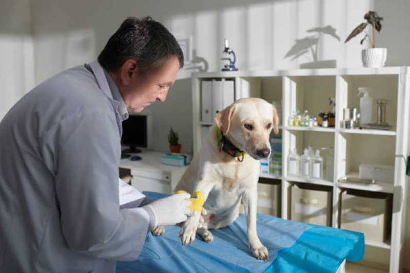 Clínica Especializada em Ozonioterapia para Cachorros Cerqueira César - Ozonioterapia para Cães
