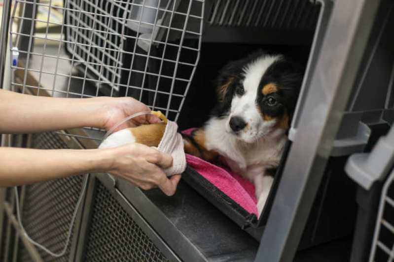 Clínica Especializada em Ozonioterapia para Cães e Gatos Vila Sônia - Ozonioterapia em Pequenos Animais