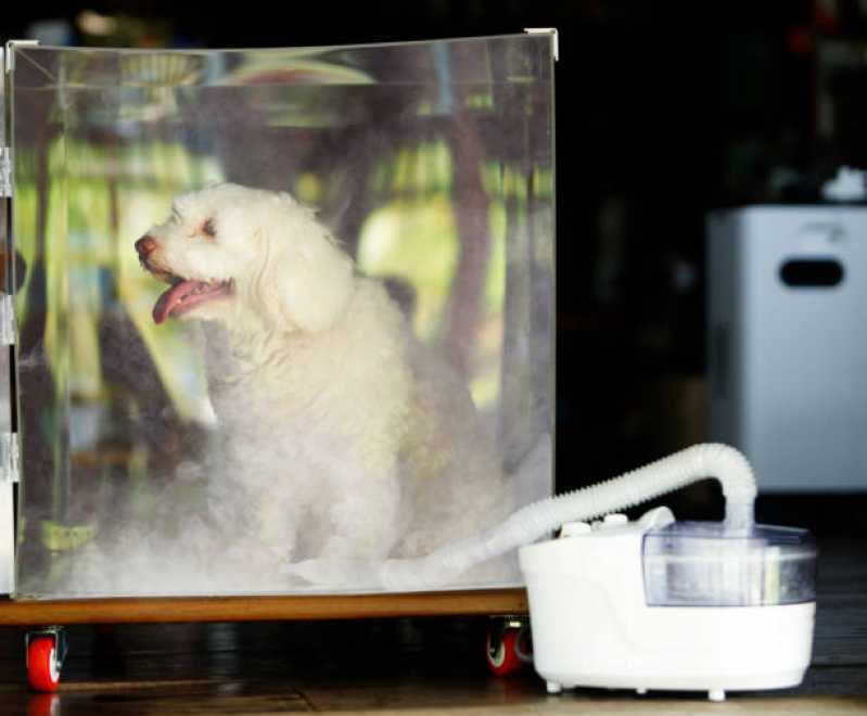 Clínica Especializada em Ozonioterapia para Pequenos Animais Taboão da Serra - Ozonioterapia para Cães