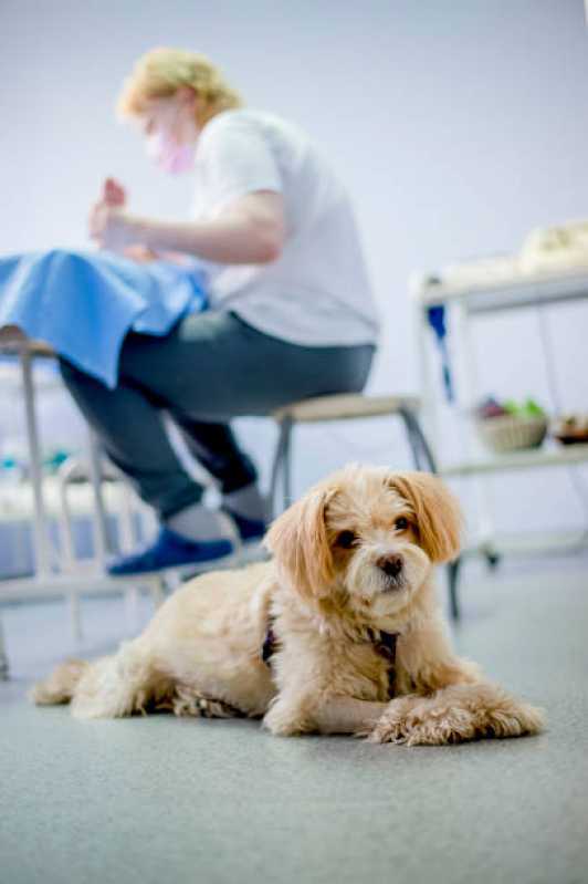Clínica Veterinária Fisioterapia Contato Osasco - Clínica de Fisioterapia para Cachorros