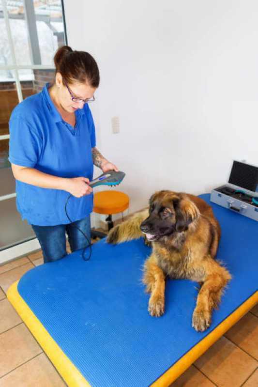 Clínica Veterinária Fisioterapia Jardim Morumbi - Clínica de Fisioterapia para Cachorros