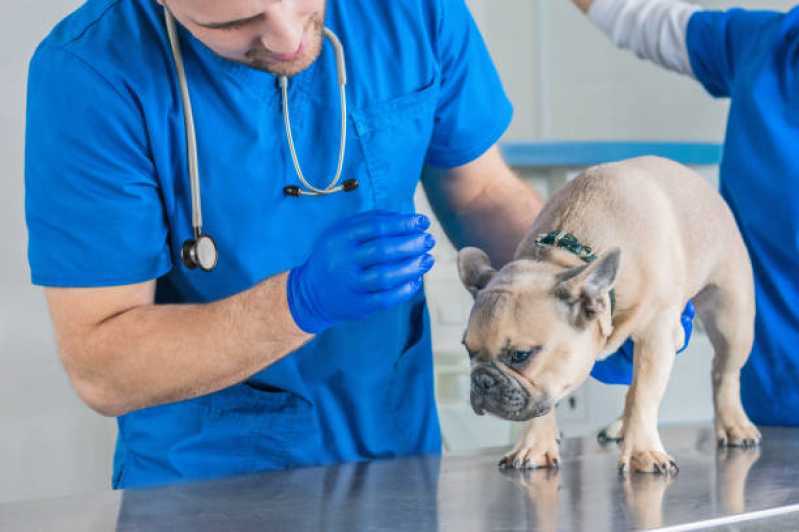Clínica Veterinária para Cachorros Contato Pompéia - Hospital Veterinário