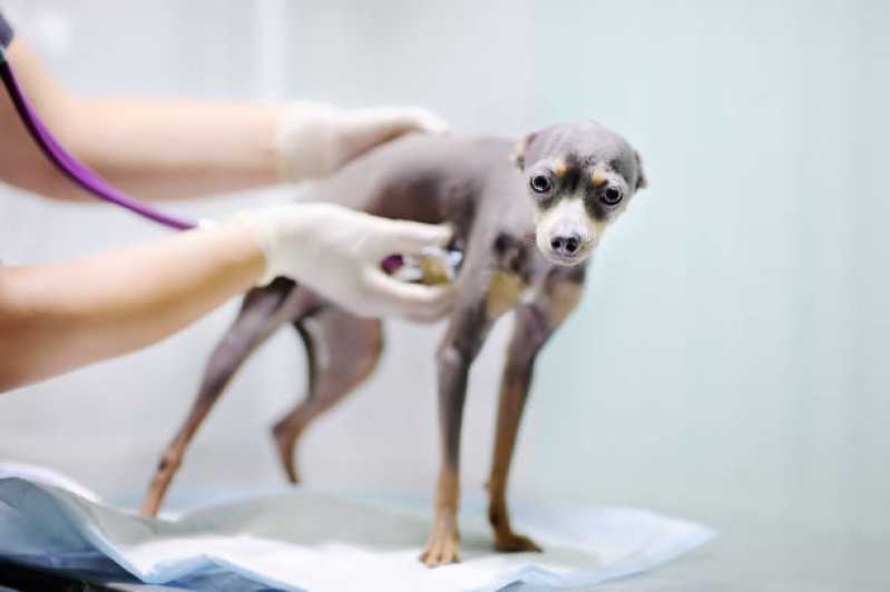 Clínica Veterinária para Cães e Gatos Alto do Ipiranga - Clínica Veterinária Próximo de Mim