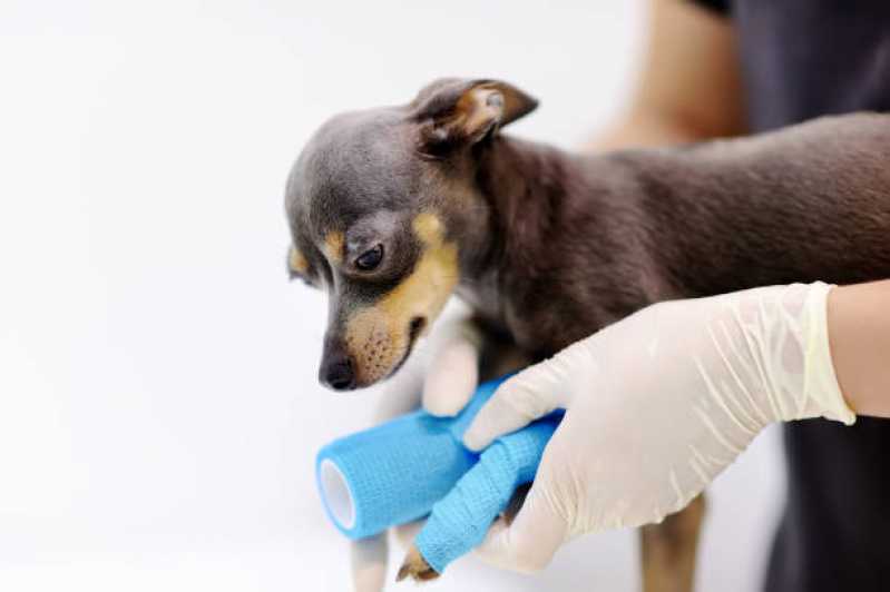 Clínica Veterinária Perto de Mim Alto de Pinheiros - Clínica Veterinária para Cachorros