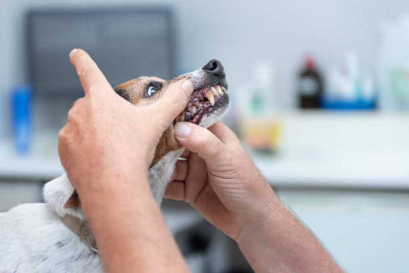 Clínica Veterinária Próximo de Mim Contato Vila Morumbi - Clínica Veterinária para Cachorros