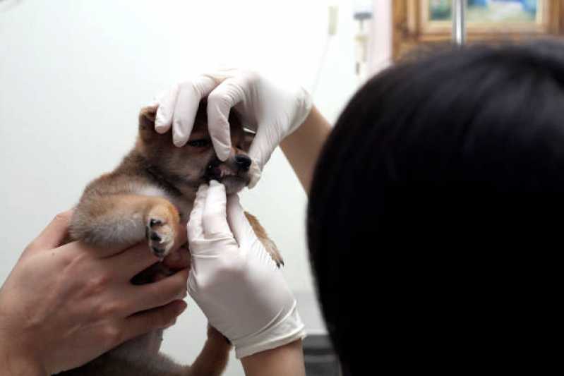 Clínica Veterinária Próximo de Mim Morros dos Ingleses - Clínica Veterinária para Cães e Gatos