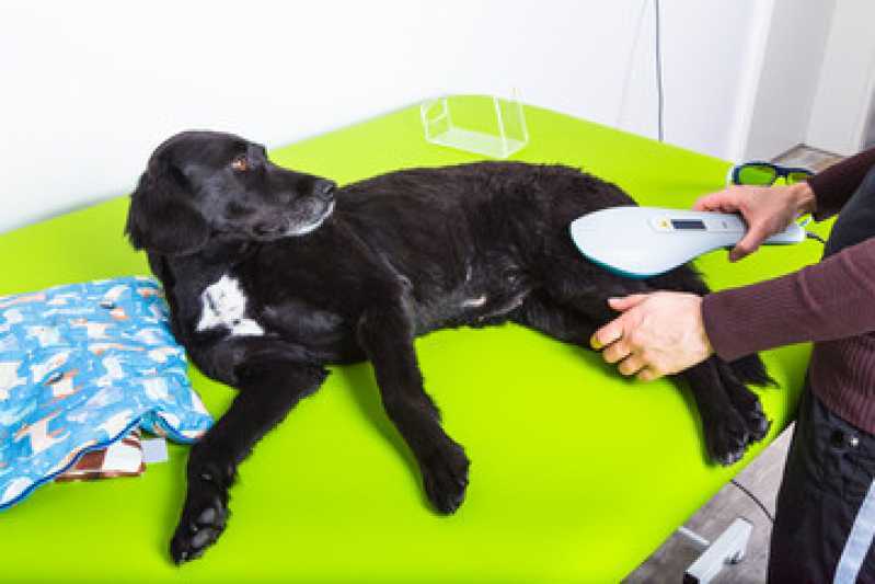Clínica Veterinária Reabilitação Animal Telefone Vila Gumercindo - Clínica de Fisioterapia para Cachorros