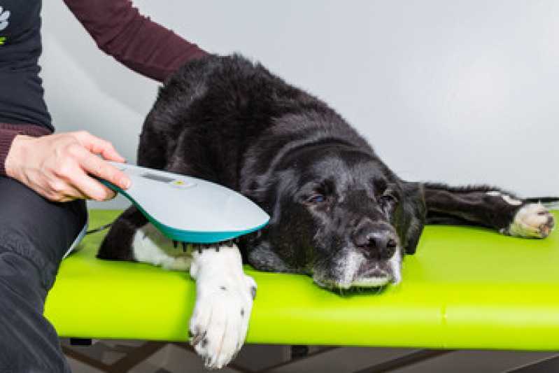 Clínica Veterinária Reabilitação Animal Sumarezinho - Clínica de Fisioterapia para Cachorros