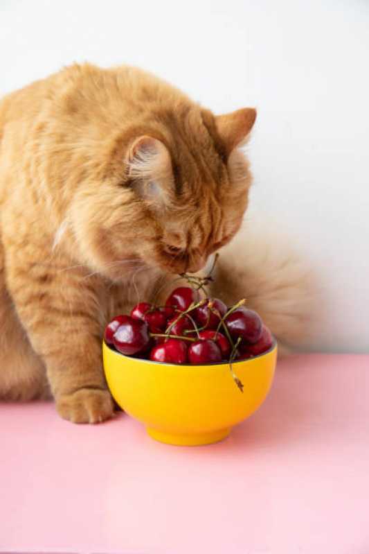 Comida de Gato Natural Preço Santo André - Comida Natural para Animais