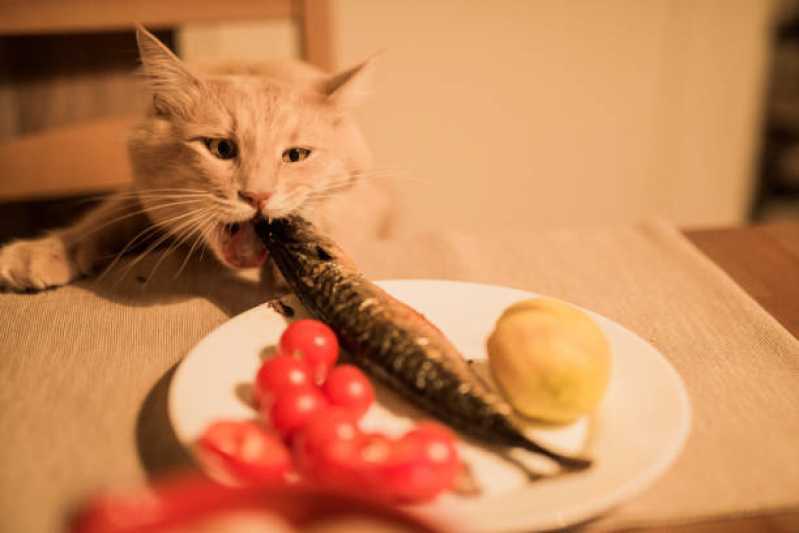 Comida de Gato Natural Jandira - Comida Natural para Gatos e Cães