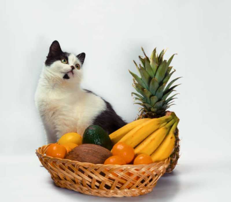 Comida Natural para Animais Preço Brigadeiro - Comida Natural para Gatos Diabéticos