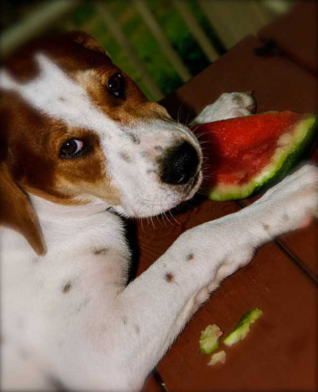 Comida Natural para Cachorro Filhote Valores Brooklin Paulista - Comida Orgânica para Cães